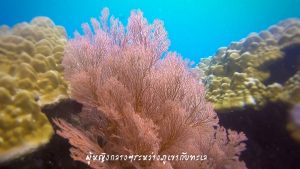 หลีเป๊ะ โลซีซัน