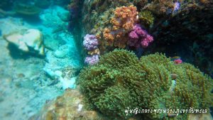 หลีเป๊ะ โลซีซัน