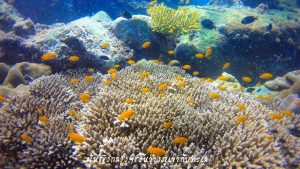 หลีเป๊ะ โลซีซัน