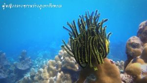 หลีเป๊ะ โลซีซัน