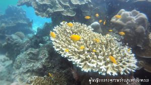 หลีเป๊ะ โลซีซัน