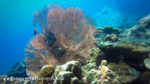 หลีเป๊ะ โลซีซัน