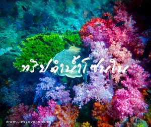 ทริปดำน้ำโซนใน เกาะหลีเป๊ะ