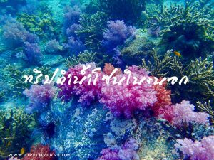 ทริปดำน้ำโซนนอก+ใน เกาะหลีเป๊ะ