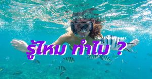 รู้ไหม ทำไม? ไม่ควรให้อาหารปลา