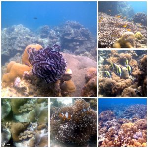 ทริปดำน้ำโซนตะวันออก เกาะหลีเป๊ะ