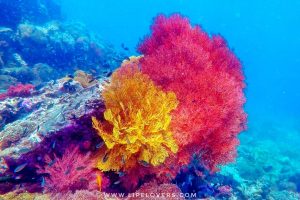 เกาะบูเออร์