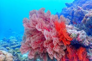 เกาะบูเออร์