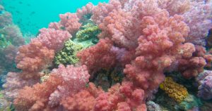 ดำน้ำเกาะหลีเป๊ะ ร่องน้ำจาบัง